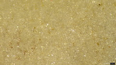 Candolleomyces candolleanus