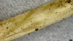 Candolleomyces candolleanus