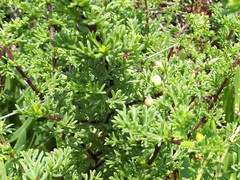 Artemisia campestris maritima