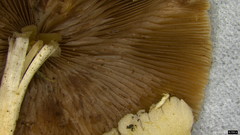 Candolleomyces candolleanus