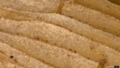 Candolleomyces candolleanus