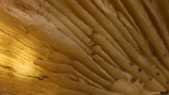 Candolleomyces candolleanus