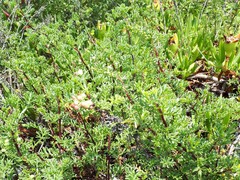 Artemisia campestris maritima