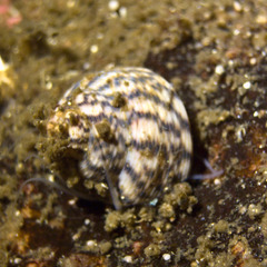 Steromphala cineraria