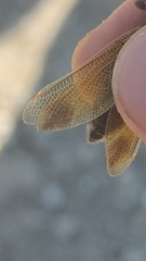 Libelloides ictericus