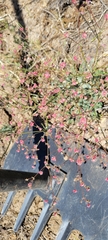 Eriogonum thurberi
