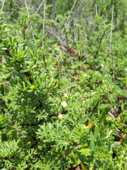 Artemisia campestris maritima