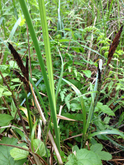Carex acutiformis