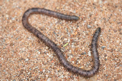 Afrotyphlops mucruso