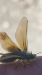 Libelloides ictericus