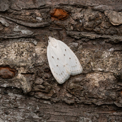 Scythropiodes approximans