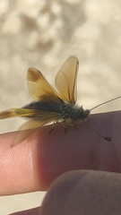 Libelloides ictericus