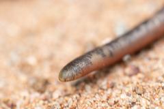 Afrotyphlops mucruso