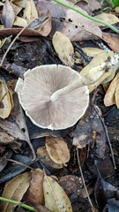 Candolleomyces candolleanus