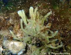 Halichondria bowerbanki