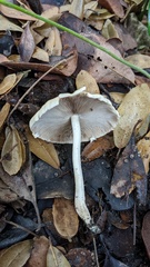 Candolleomyces candolleanus