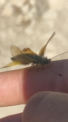 Libelloides ictericus