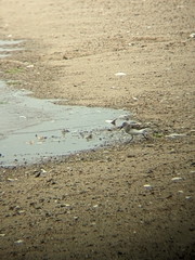 Calidris pusilla