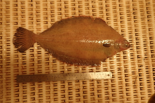 Witch Flounder