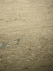 Calidris pusilla