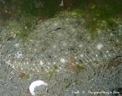 Solea aegyptiaca