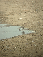 Calidris pusilla