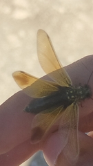 Libelloides ictericus