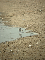 Calidris pusilla