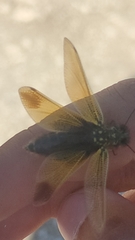 Libelloides ictericus