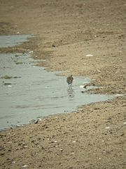Calidris pusilla