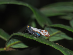 Penthicodes farinosus