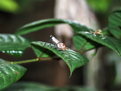 Penthicodes farinosus