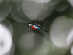Leucauge sarawakensis
