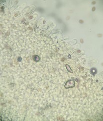 Candolleomyces candolleanus