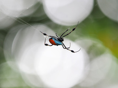 Leucauge sarawakensis