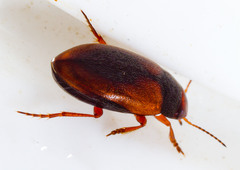 Hydroporus tristis