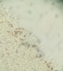 Candolleomyces candolleanus