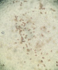 Candolleomyces candolleanus