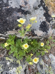 Drymocallis pseudorupestris