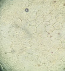 Candolleomyces candolleanus