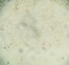Candolleomyces candolleanus