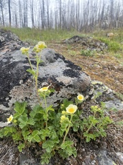 Drymocallis pseudorupestris