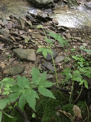 Hydrophyllum virginianum