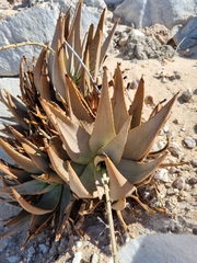 Aloe asperifolia image