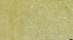 Candolleomyces candolleanus