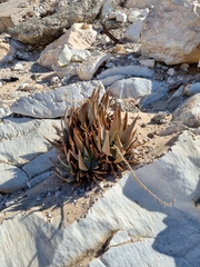 Aloe asperifolia image