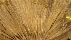 Candolleomyces candolleanus