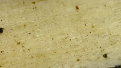 Candolleomyces candolleanus