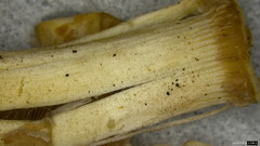 Candolleomyces candolleanus