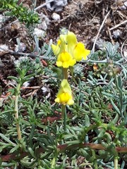 Linaria polygalifolia